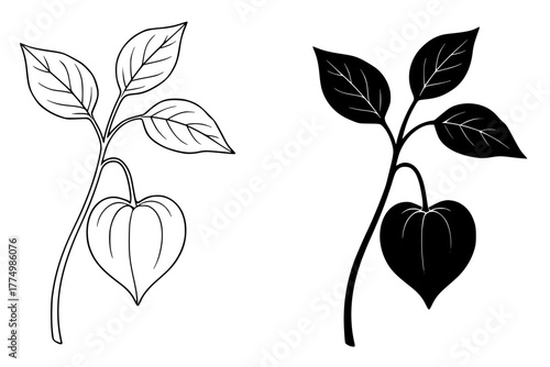 Ground Cherry Vector Illustration, Outline and Silhouette Versions