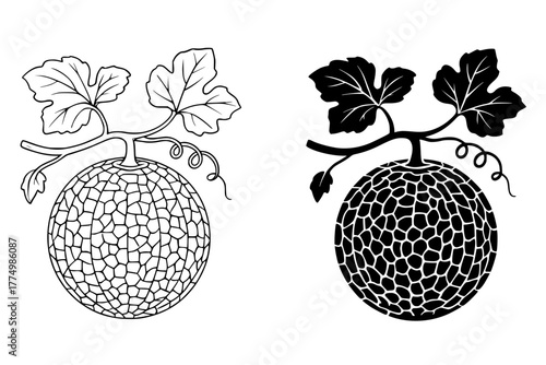 Cantaloupe Vector Illustration, Outline and Silhouette Versions