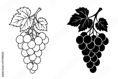 Grape Fruit Vector Illustration, Outline and Silhouette Versions