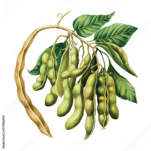 Soybeans Vector Plant Pods Watercolor Illustration Fresh Harvest