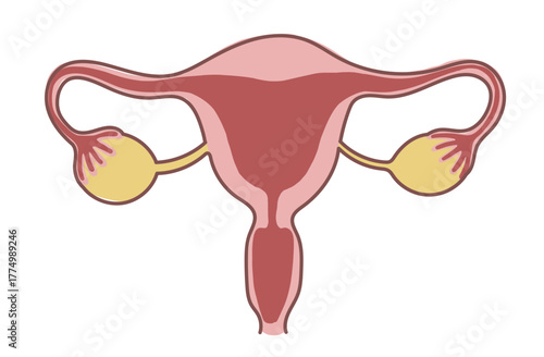 シンプルな子宮と卵巣のイラスト