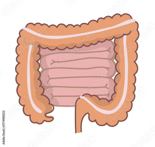 シンプルな大腸と小腸のイラスト