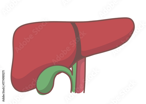肝臓と胆のうのシンプルなイラスト