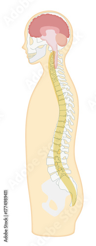 横向きの人体と脳、背骨、脊髄をシンプルに表した解剖図