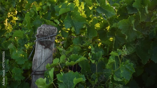Grapes and vines from the south west of france