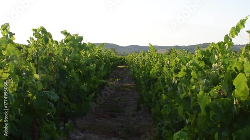 Grapes and vines from the south west of france