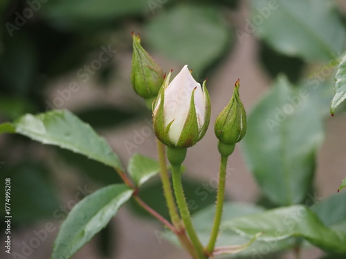 白いバラ　アイスバーグ　つぼみ