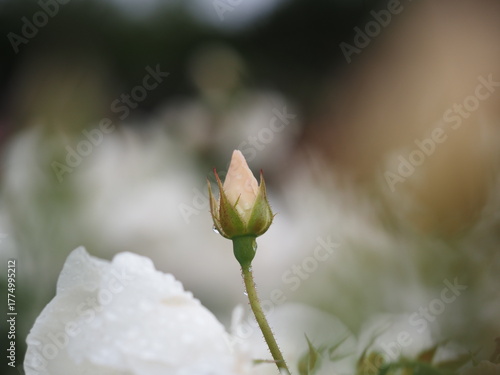 白いバラ　アイスバーグ　つぼみ