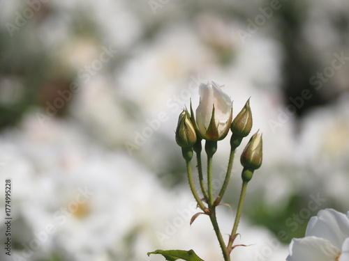 白いバラ　アイスバーグ　つぼみ