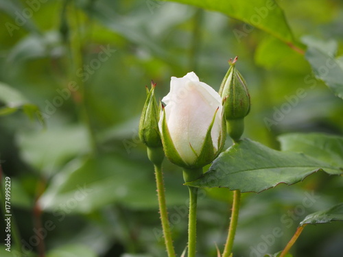 白いバラ　アイスバーグ　つぼみ