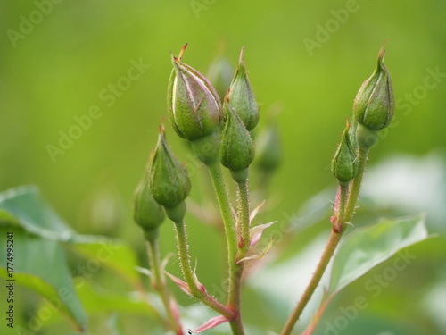 白いバラ　アイスバーグ　つぼみ