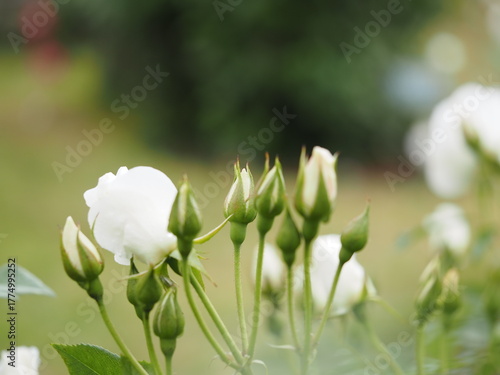 白いバラ　アイスバーグ　つぼみ