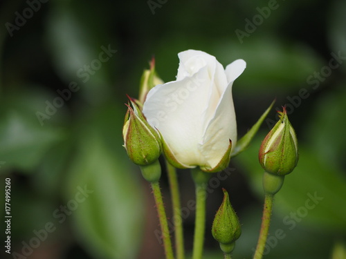 白いバラ　アイスバーグ　つぼみ