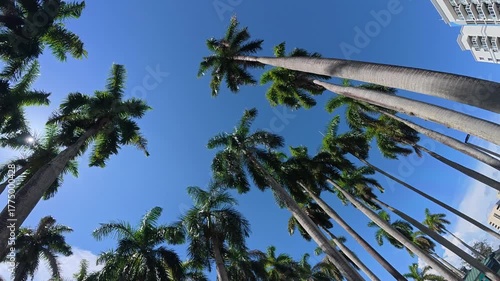 360-Degree Panoramic Spin Around Palm Trees Against Blue Sky

