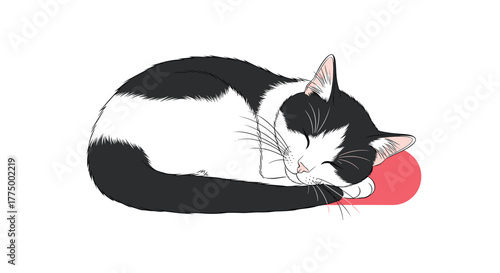 A beautiful tuxedo cat is taking a quiet nap, curled into a ball on a simple red pillow against a clean white background.