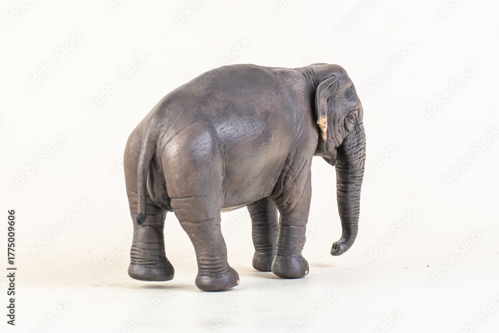 Obraz premium asian elephant on isolated background