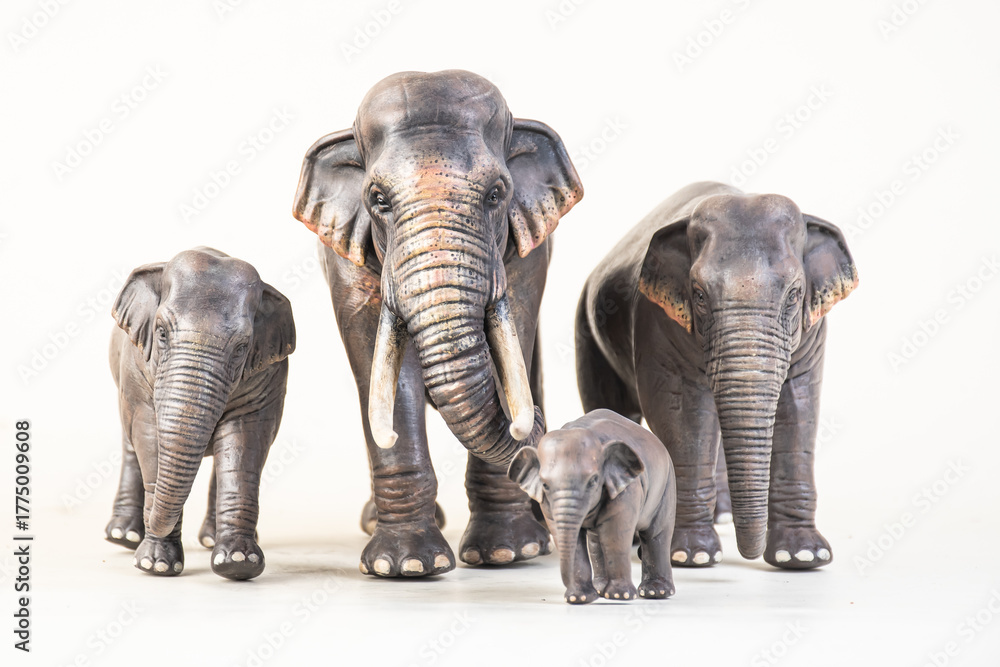 Fototapeta premium asian elephant on isolated background