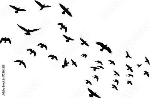 A flock of birds flying in formation against a white background symbolizing freedom and migration