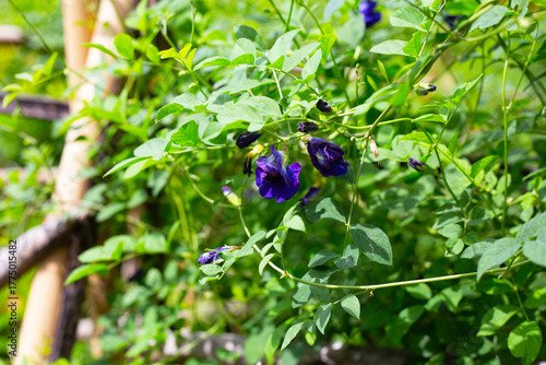 Blue butterfly pea flower on a green vine.