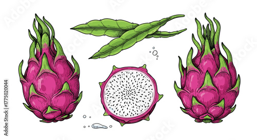Hand-drawn colorful vintage illustration of whole and cut dragon fruit, also known as pitaya, with green leaves, on a white background.