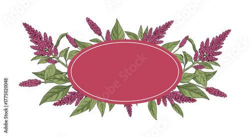 Botanical illustration of amaranth plant with vibrant pink flower spikes and green leaves framing an oval label.