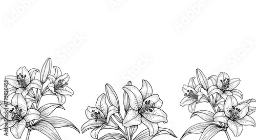 Detailed hand-drawn illustration featuring elegant lily flowers and buds, forming a beautiful botanical border on a clean white background.