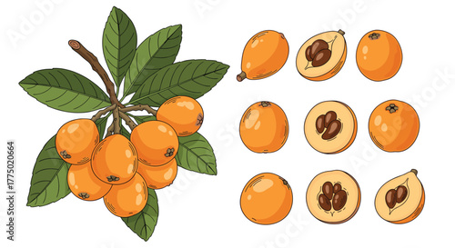 Detailed vector illustration of fresh loquat fruits on a branch with green leaves and individual loquats, some cut open to reveal seeds.