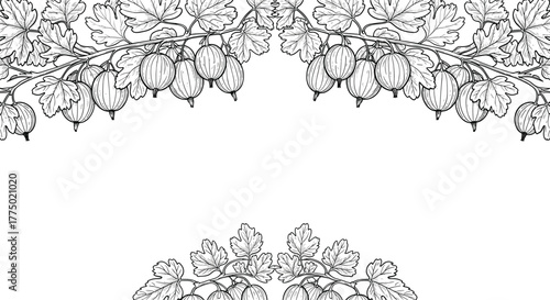 Elegant black and white botanical illustration of gooseberry branches with ripe berries and leaves, forming decorative borders.