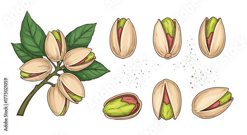 Vibrant hand-drawn illustration of pistachios on a branch with leaves and several individual nuts, showcasing their natural, healthy appeal.