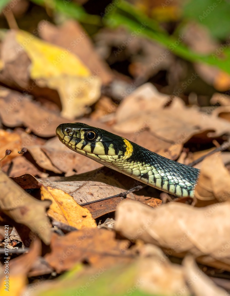 Fototapeta premium Snake in the leaves