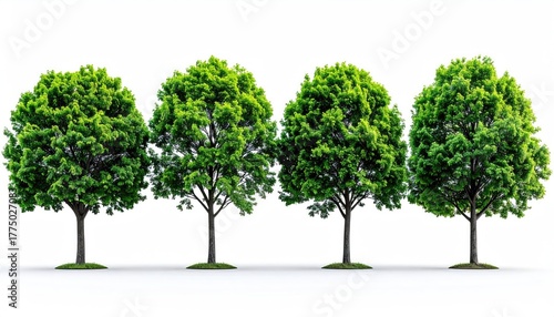 tree isolated on white background