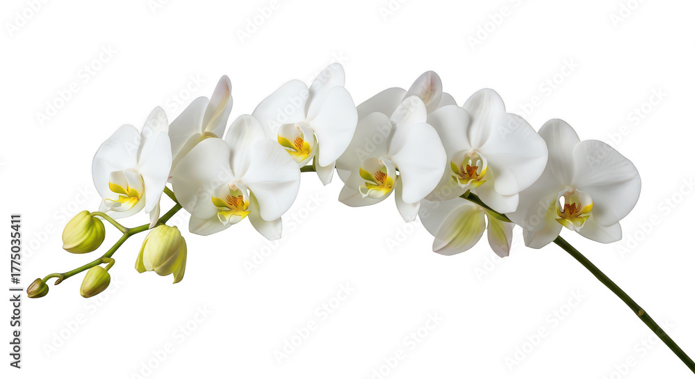 Obraz premium Elegant White Phalaenopsis Orchids With Buds On Black Background