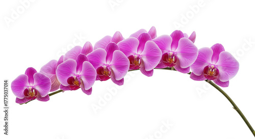 Vibrant Pink Orchid Branch On Black Background