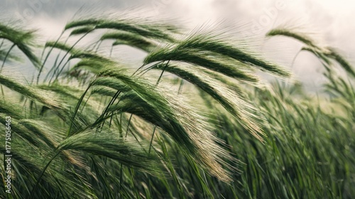 Windswept wheat field