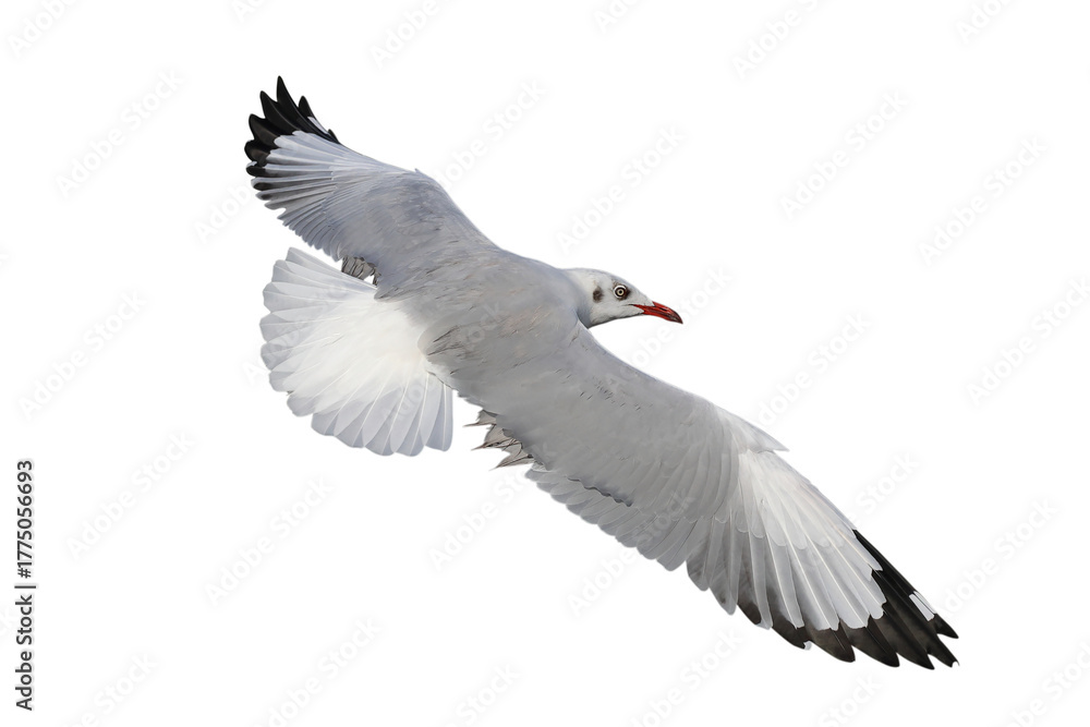 Obraz premium Beautiful seagull flying isolated on transparent background. 