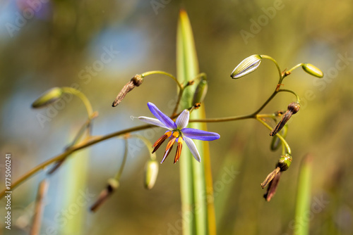 The Black-antler Flax-lily (Dianella revoluta) is a tufted perennial plant with long, narrow, grass-like leaves and delicate blue-purple star-shaped flowers.
