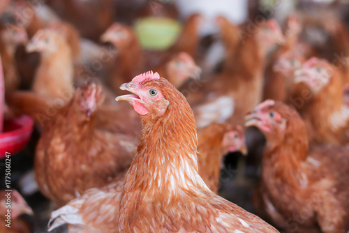 Close up of brown chicken in chicken farm