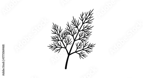 Delicate hand drawn illustration of a dill sprig with fine feathery leaves isolated on a white background