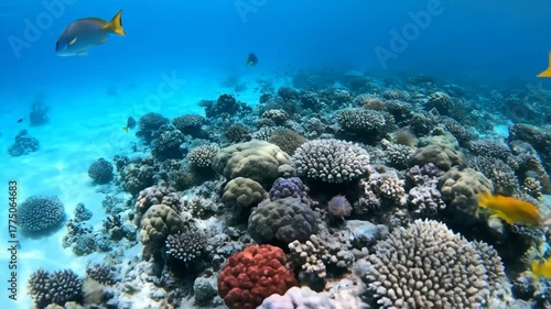 Wallpaper Mural Drone view of colorful fish swimming near coral reef Torontodigital.ca