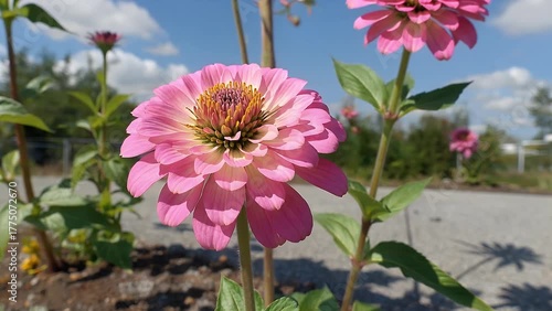 Vibrant Display of Cosmos Flowers in Full Bloom with Delicate Petals and Long