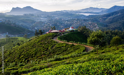 Tea fields of sri lanka at single tree hill, Nuwara Eliya, Sri Lanka