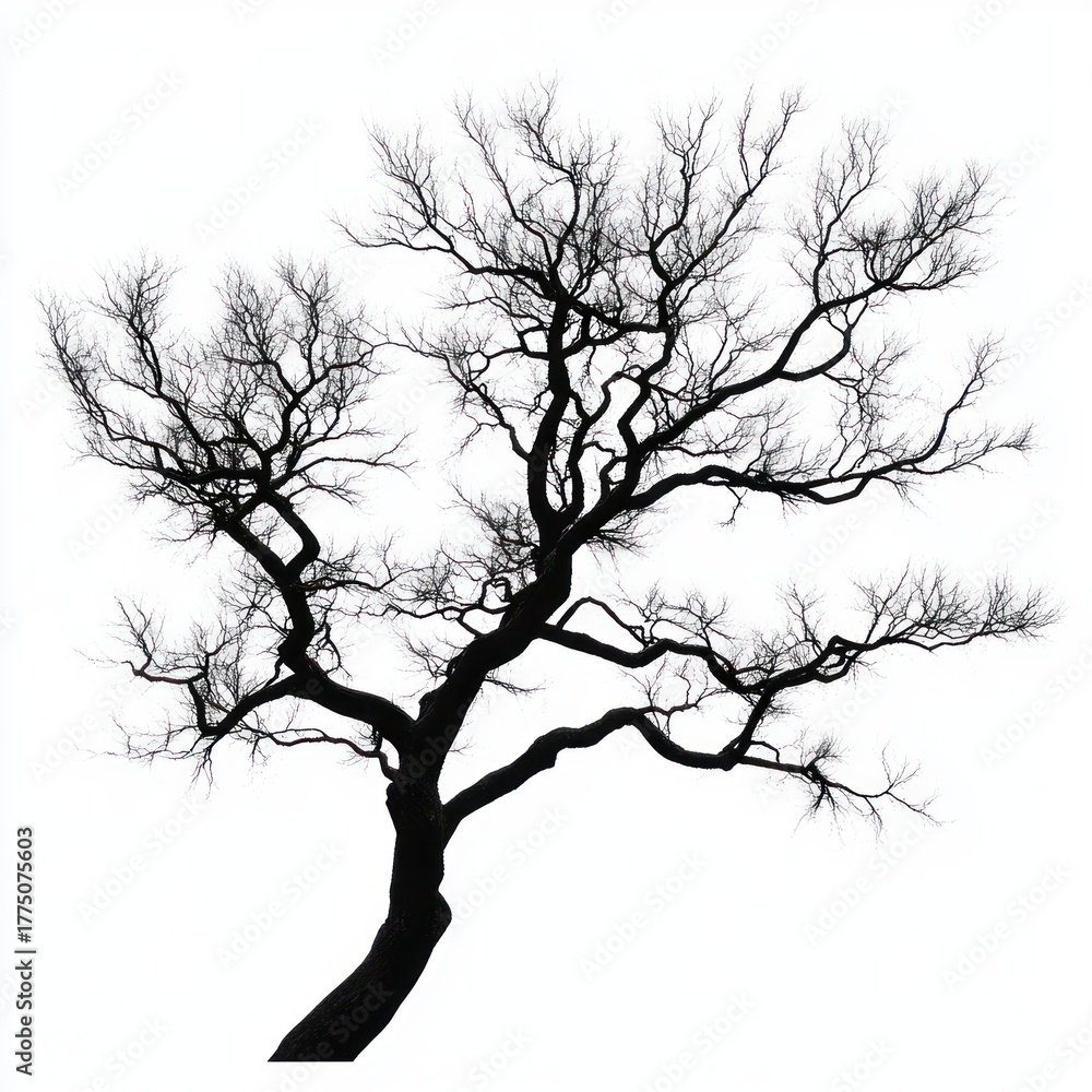 Obraz premium Silhouette of a leafless tree with intricate branches against a plain white background evoking stark and serene winter atmosphere