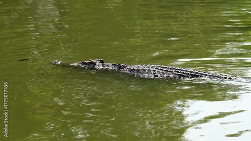 Crocodile in the river and the body of the crocodile is partially submerged. The crocodile poked its head into the river. Concepts about wildlife and environment	