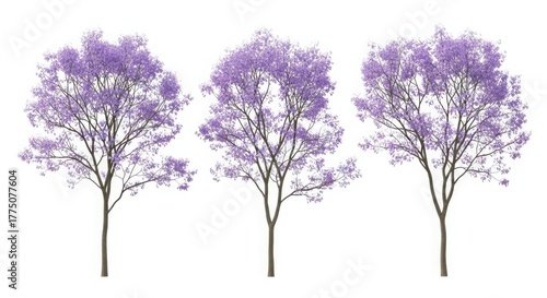 Three blooming jacaranda trees with delicate purple flowers isolated on white background