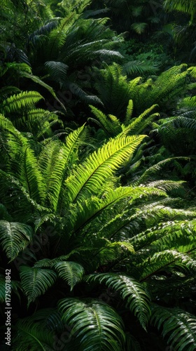 Fern forest canopy sunlight