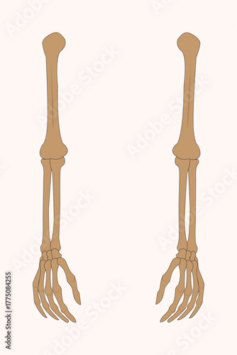 Human arm bones illustration showing humerus, radius, ulna, and hand bones in anatomical detail.eps 10