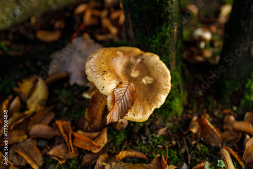 A solitary ringless honey fungus (Desarmillaria tabescens) mushroom displays a brown convex cap and slender white stem rising from mossy grass on a woodland floor