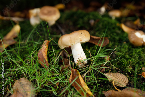 A solitary ringless honey fungus (Desarmillaria tabescens) mushroom displays a brown convex cap and slender white stem rising from mossy grass on a woodland floor