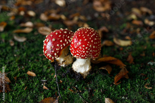 Pair of iconic red fly agaric mushrooms with white-spotted caps and stems rise from lush green moss on forest floor