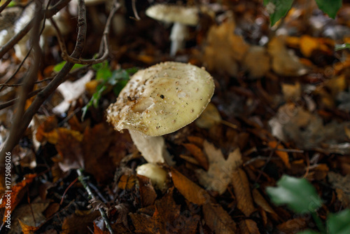 Pair of vibrant yellow Amanita gemmata mushrooms with white warts on convex caps and slender white stems sprout from earthy forest floor